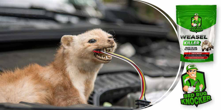 Wiesel zerschneiden häufig elektrische Kabel von Autos. Wie können wir diesem Problem wirksam vorbeugen?