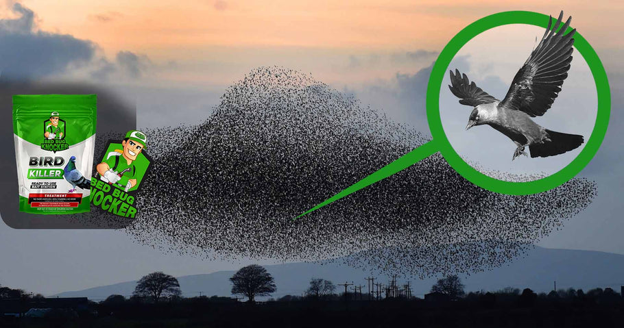 Wie lässt sich die städtische Vogelpopulation nachhaltig reduzieren?